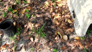 Street Blowjobs - Piercing Caprice likes hard ramming